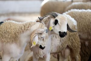 moutons aid adha