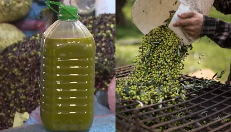 تراجع أسعار زيت الزيتون قبيل موسم الجني بالمغرب 1 994d0ab25f8e6629c58d98ad68e17076