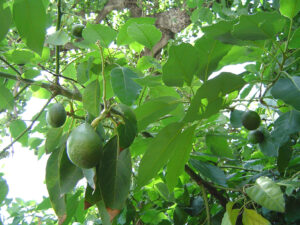 Avocado fruitnfoliage