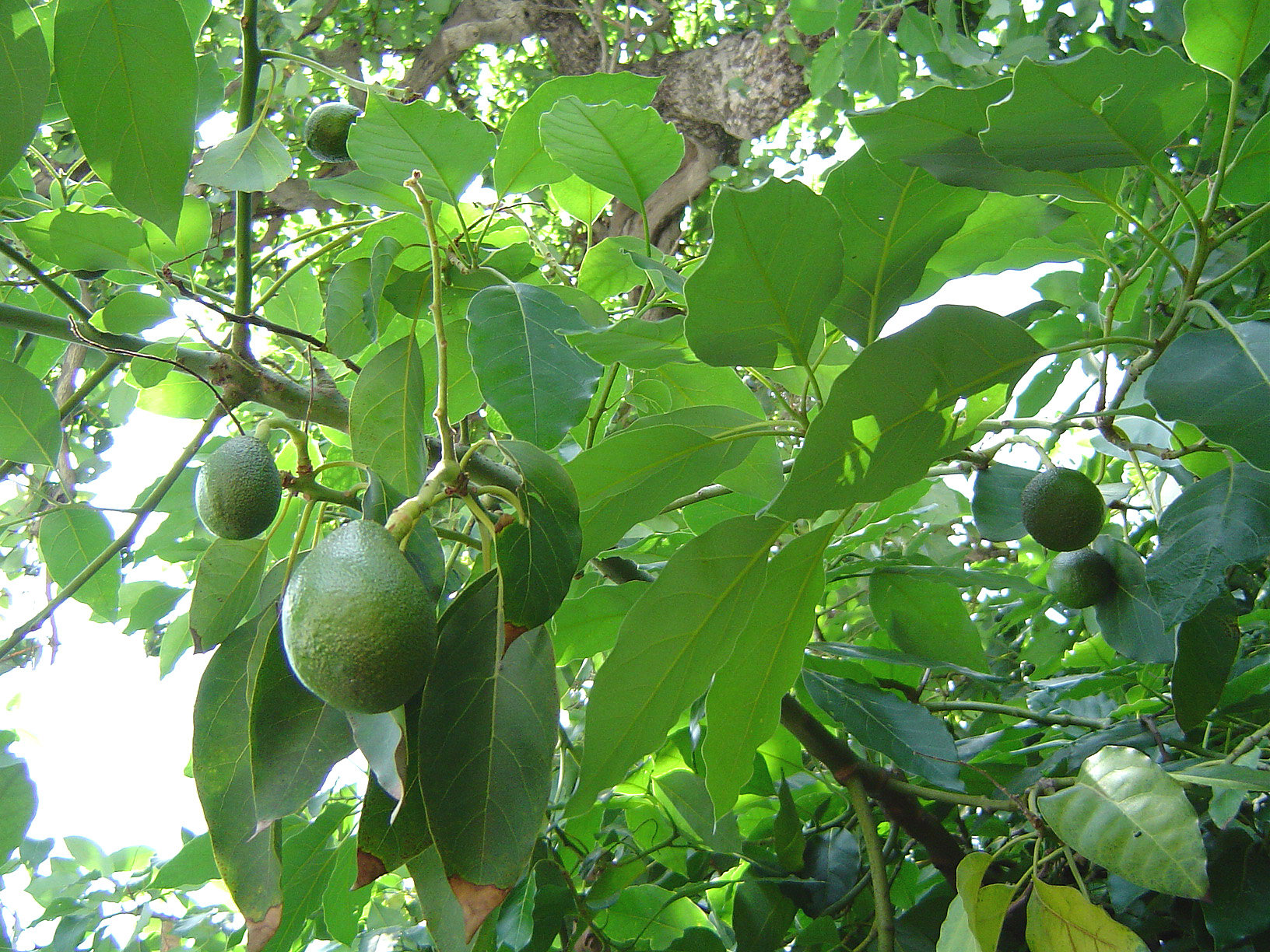 Avocado fruitnfoliage