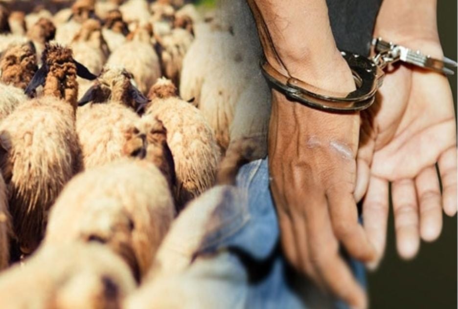 ميسور : اعتقال أحد أفراد عصابة لسرقة المواشي روعت الساكنة 1 IMG 20251130 WA0090