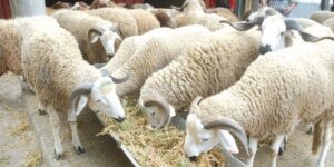 Moutons maroc