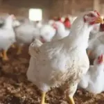 hibapress img 2025 09 24T101439.028 1024x668 1