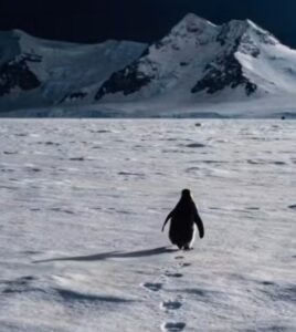 Screenshot 2026 01 27 00 11 03 992 com.zhiliaoapp.musically edit