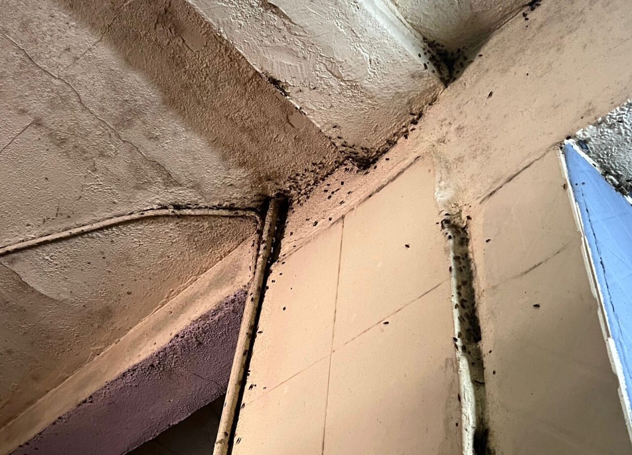 بالصور / بحضور المدير الجهوي لـالمكتب الوطني للسلامة الصحية للمنتجات الغذائية ONSSA ورئيس القسم الاقتصادي بولاية مراكش.. فيديو صادم يكشف كارثة صحية داخل مخبزة بحي الداوديات 2 1000470278