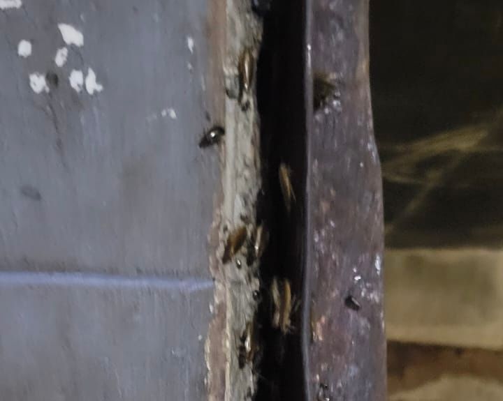 بالصور / بحضور المدير الجهوي لـالمكتب الوطني للسلامة الصحية للمنتجات الغذائية ONSSA ورئيس القسم الاقتصادي بولاية مراكش.. فيديو صادم يكشف كارثة صحية داخل مخبزة بحي الداوديات 9 1000470286