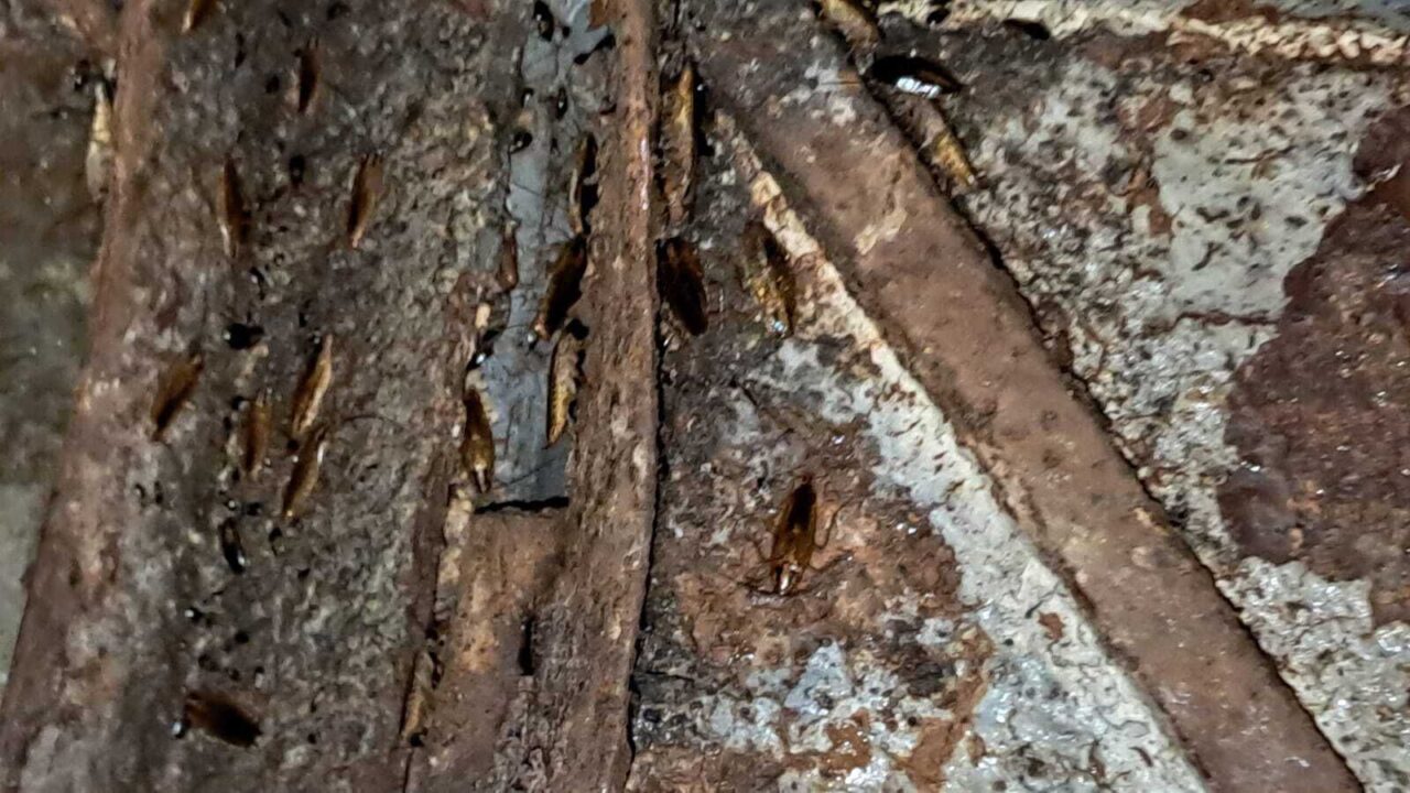 بالصور / بحضور المدير الجهوي لـالمكتب الوطني للسلامة الصحية للمنتجات الغذائية ONSSA ورئيس القسم الاقتصادي بولاية مراكش.. فيديو صادم يكشف كارثة صحية داخل مخبزة بحي الداوديات 10 1000470287