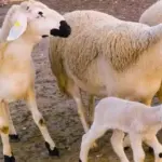 إناث الأغنام الصردي 560x315 1