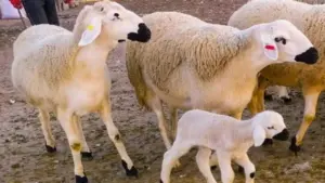 إناث الأغنام الصردي 560x315 1