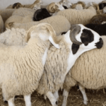 LjtVIF932wZqBZcV4DS6lU5bM16RLBeD1Wql6GtL