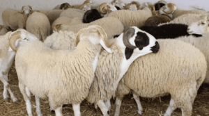 LjtVIF932wZqBZcV4DS6lU5bM16RLBeD1Wql6GtL