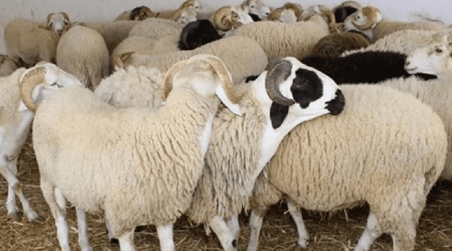 LjtVIF932wZqBZcV4DS6lU5bM16RLBeD1Wql6GtL