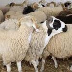 أضاحي العيد