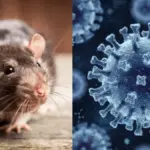 hantavirus 001 optimisee