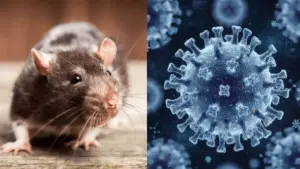 hantavirus 001 optimisee