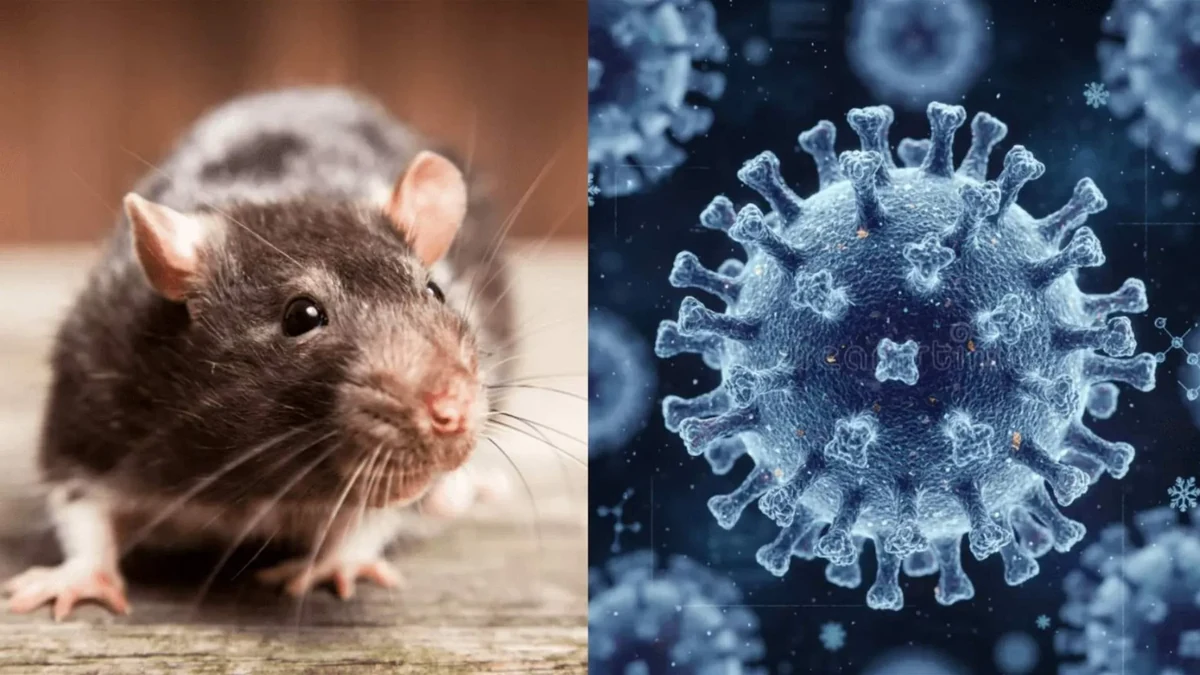 hantavirus 001 optimisee